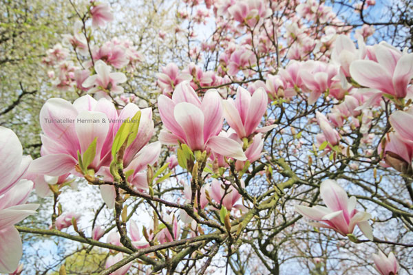 bloeiende magnolia tegen een blauwe lucht