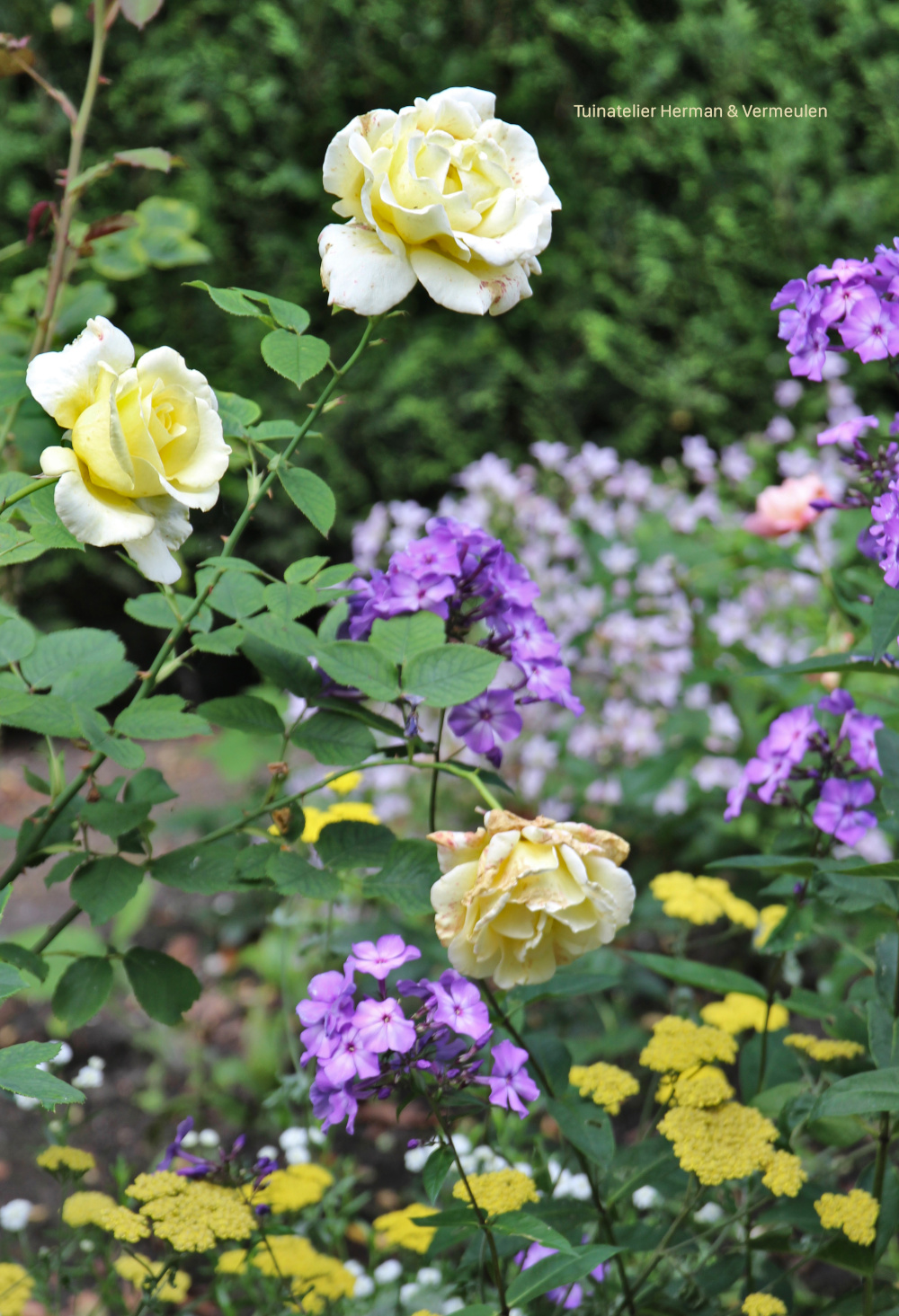 rozen in de tuin