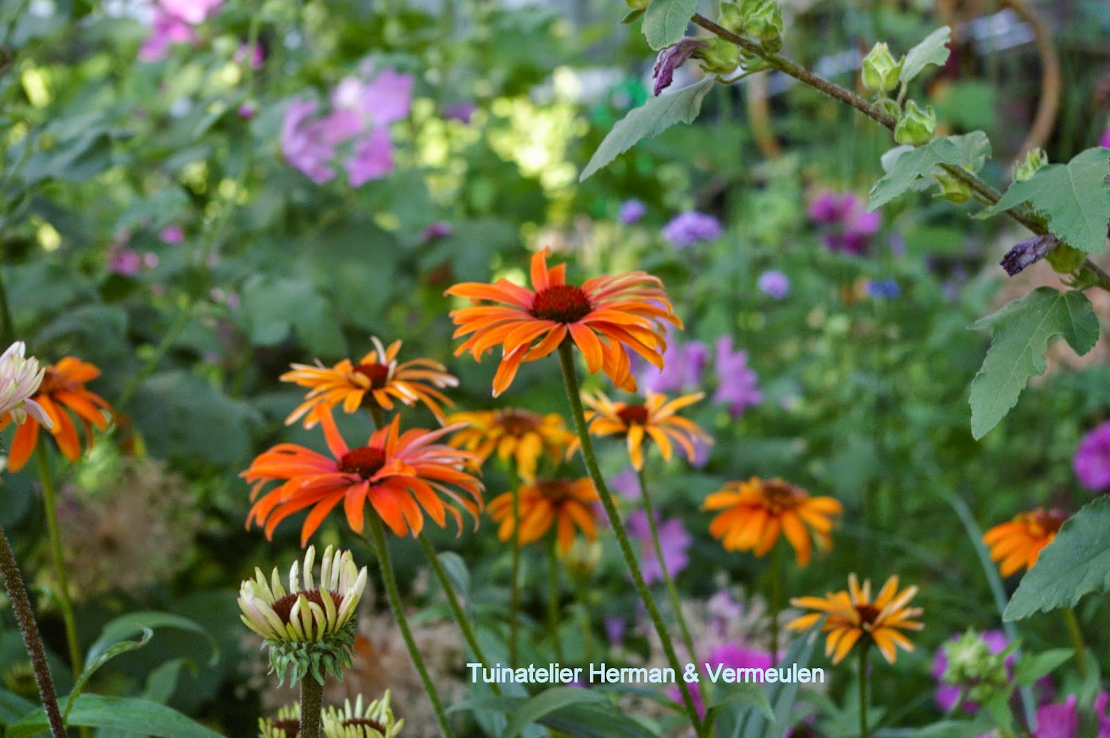 tuinontwerp beplantingsplan