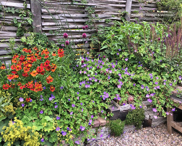 kleurige bloemen en planten in een natuurlijke tuin
